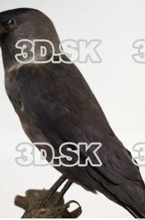 Jackdaw - Corvus monedula 0022
